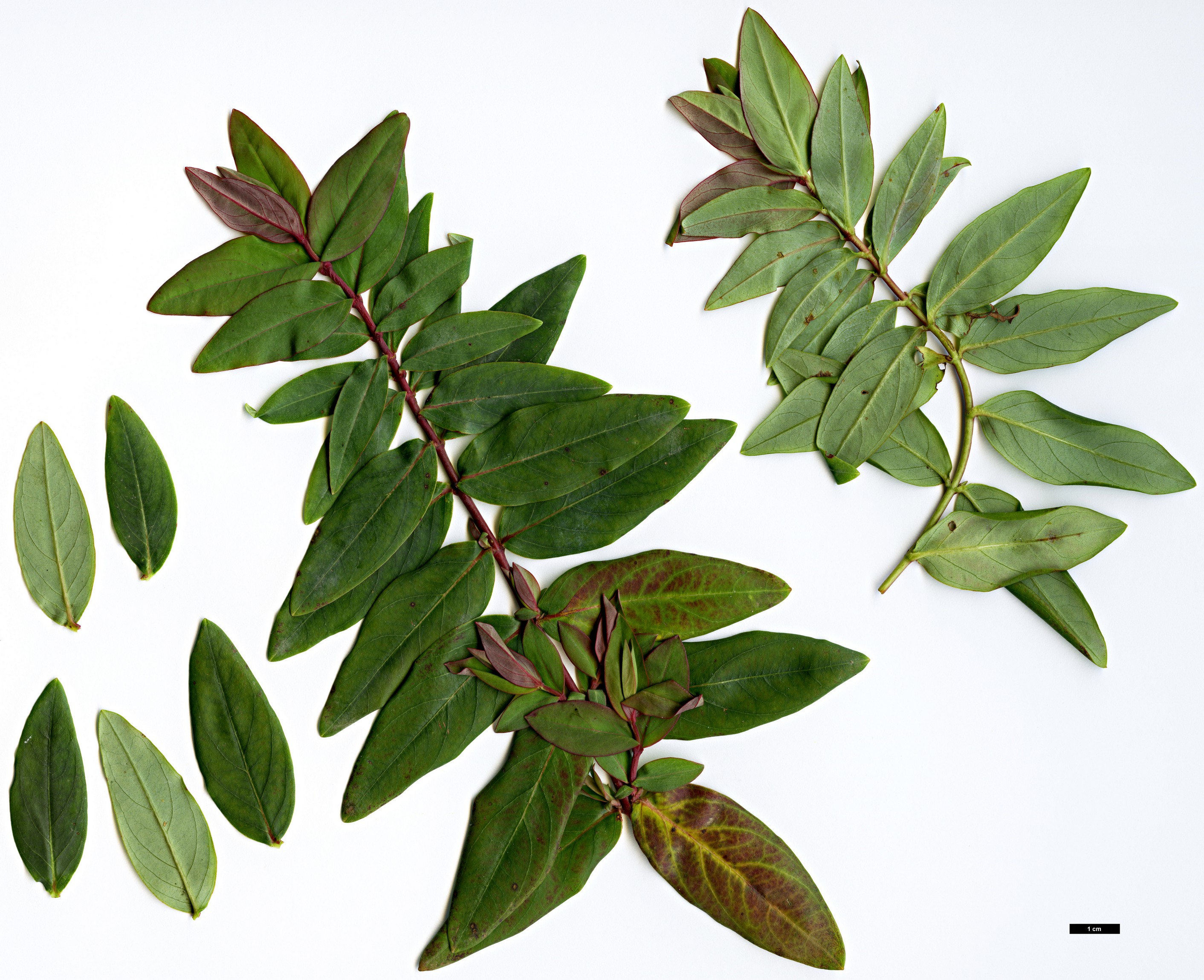 High resolution image: Family: Hypericaceae - Genus: Hypericum - Taxon: stellatum